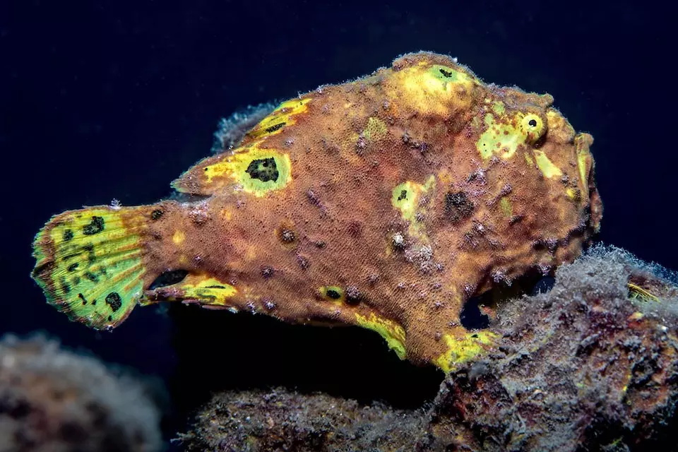 Longlure Frogfish